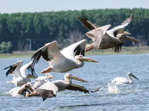 Bunica Maria - Guesthouse for birders