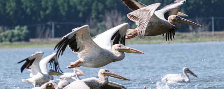 Bunica Maria - Guesthouse for birders