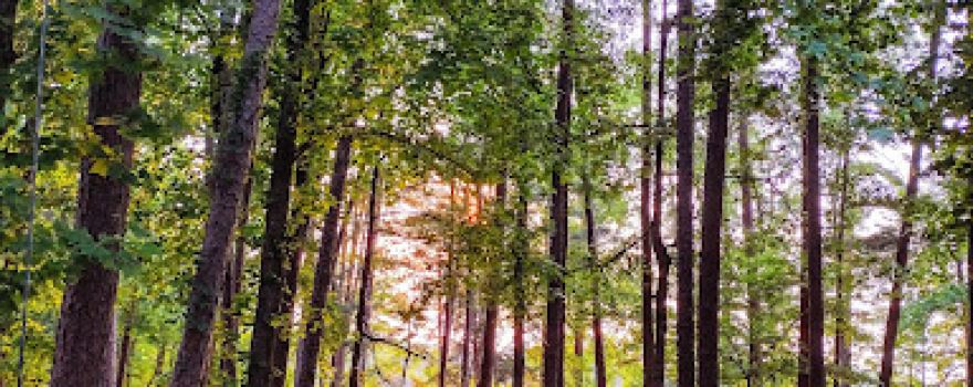 Longwood Park