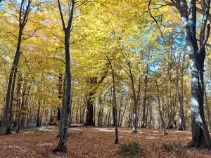 Alimestan Forest