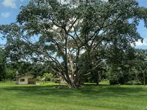 Caetetus Ecological Station