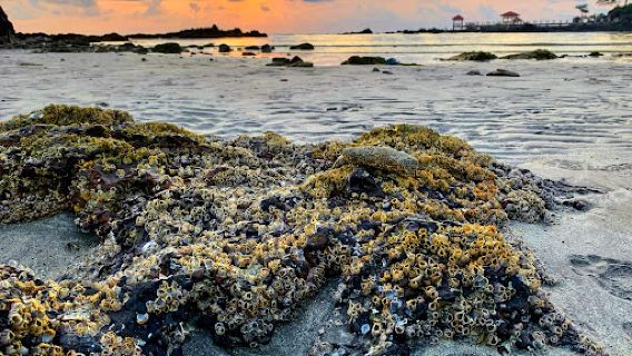 Pantai Tanjung Balau