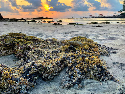 Pantai Tanjung Balau