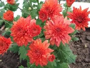 아아다쉬 유단