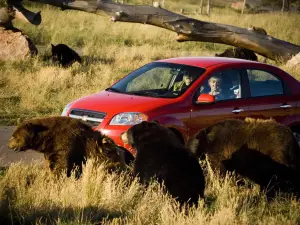 Bear Country USA