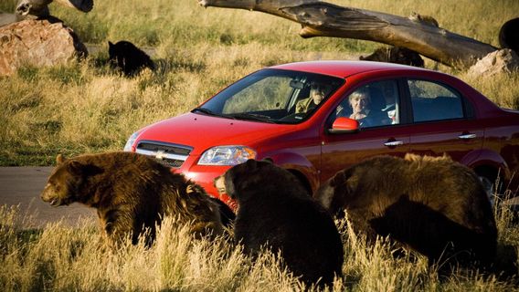 Bear Country USA
