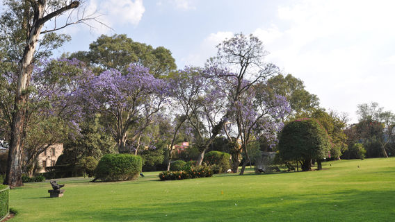 Museo Dolores Olmedo
