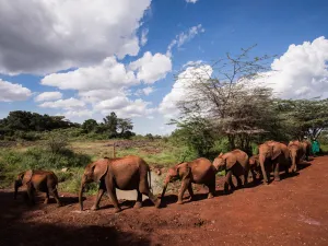 Sheldrick Wildlife Trust Nursery