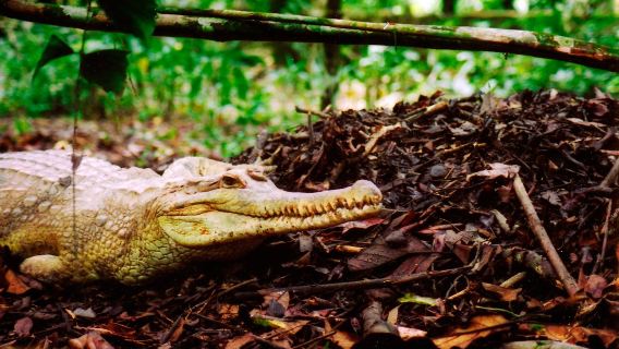 Jong's Crocodile Farm & Zoo