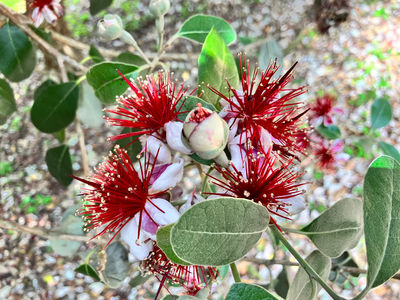 San Diego Botanic Garden