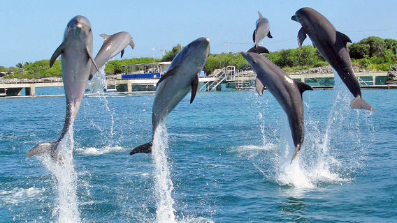 Dolphin Discovery Isla Mujeres