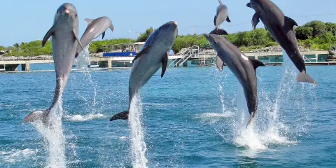 女人島海豚活動中心