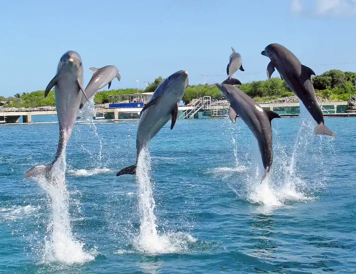 Hotels near Dolphin Discovery Isla Mujeres