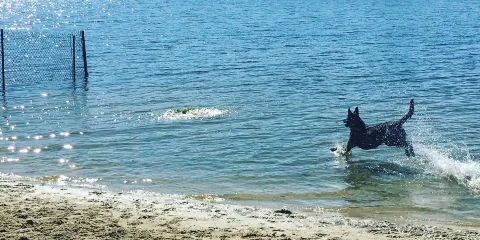 Bayview Dog Beach