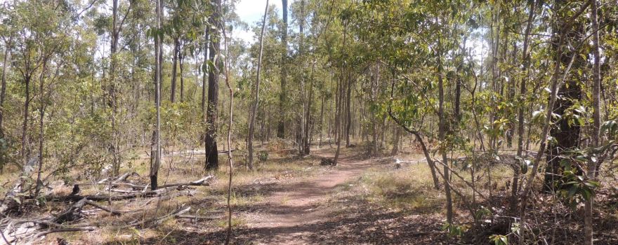 Promisedland Cordalba State Forest
