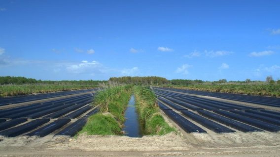Cypress Creek Natural Area
