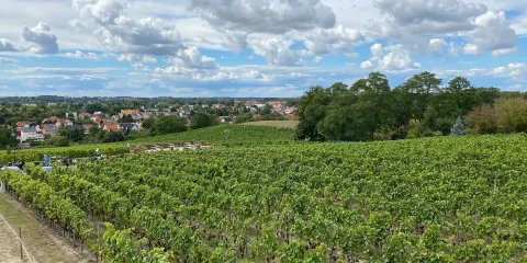 Werderaner Wachtelberg