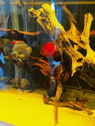 Aquarium Wasserbillig