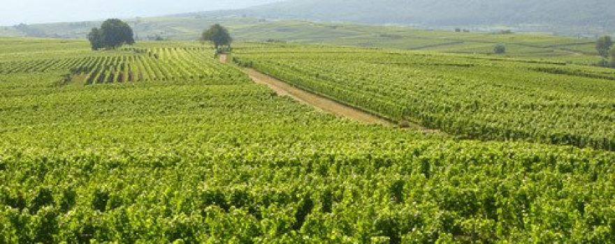 Domaine Roland Schmitt