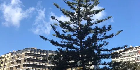 Monumento Actividades Primitivas Canarias