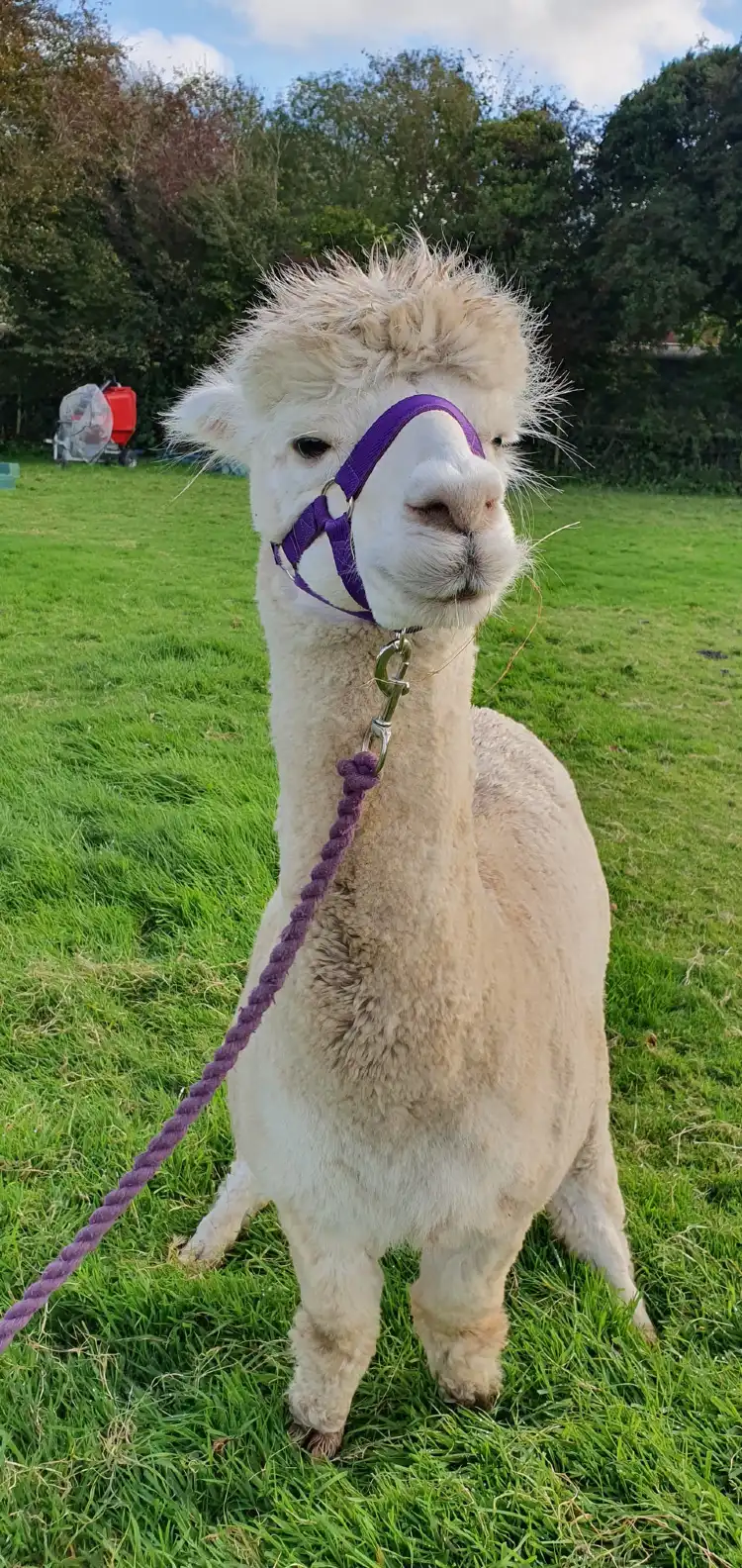 Hotel di Little Torrington