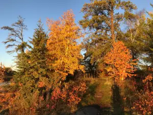 Rainy Lake Visitor Center
