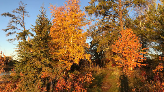 Minnesota