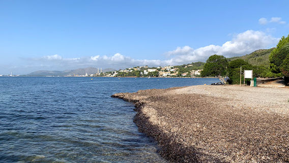 Alcudia