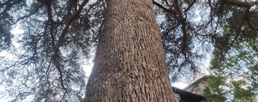 Cedro Gigante