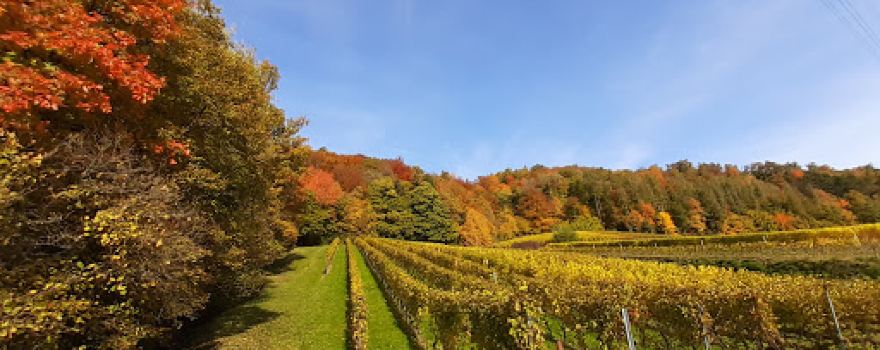 Cabane Forestière (Sentier Des Châtaignes)