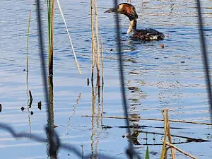 Uitkijktoren De Wijers