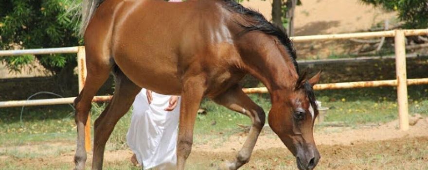 Mohthab Arabian horses stud