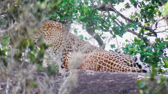 Aurora Lanka Tours (Bentota, Sri Lanka)