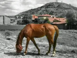 Stadyum