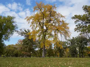Lincoln Drive Park