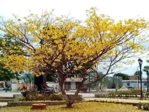 Plaza Bolívar de Pariaguán