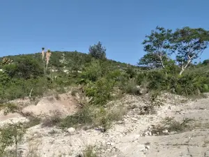 Pie de Vaca