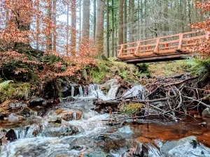 Ravensdale Forest Recreation Area