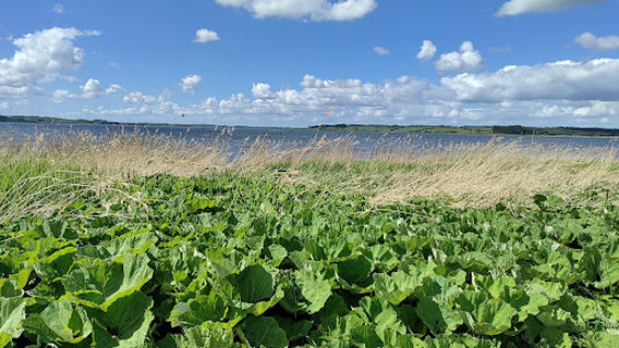 Hjarbæk Beach