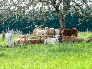 La Ferme de la Goyardière - GAEC