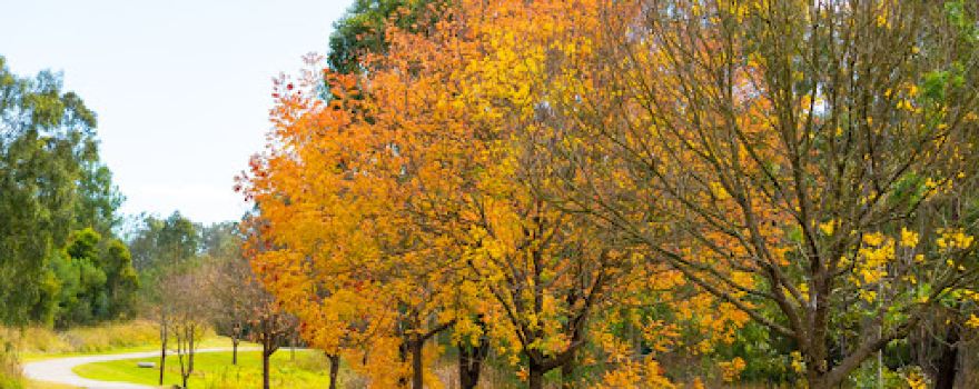 Nowlan Park Kangaroo Park