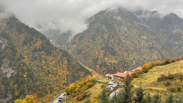 Yangrong Village Colorful Forest Viewing Point