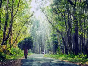 Hutan Pinus Asri