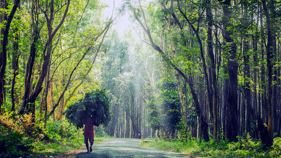 Hutan Pinus Asri