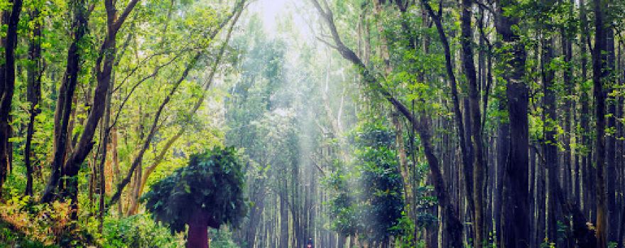 Hutan Pinus Asri
