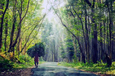 Hutan Pinus Asri