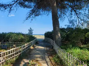 Pinewood Jovinus - Marina Di Catanzaro