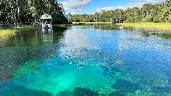 American Pro Diving Center-Swim With Manatees