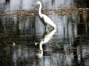 Thol Bird Sanctuary