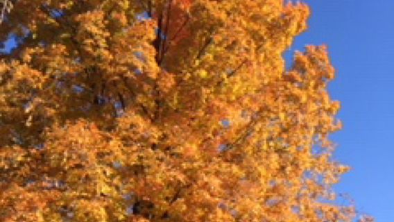 Island Lake Recreation Area